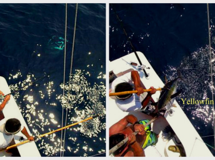 PV Fishing Grounds Explode, Large Dorado, Sailfish, Tuna Excitement